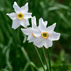 10 Narcisses Recurvus - Le parfum star du printemps