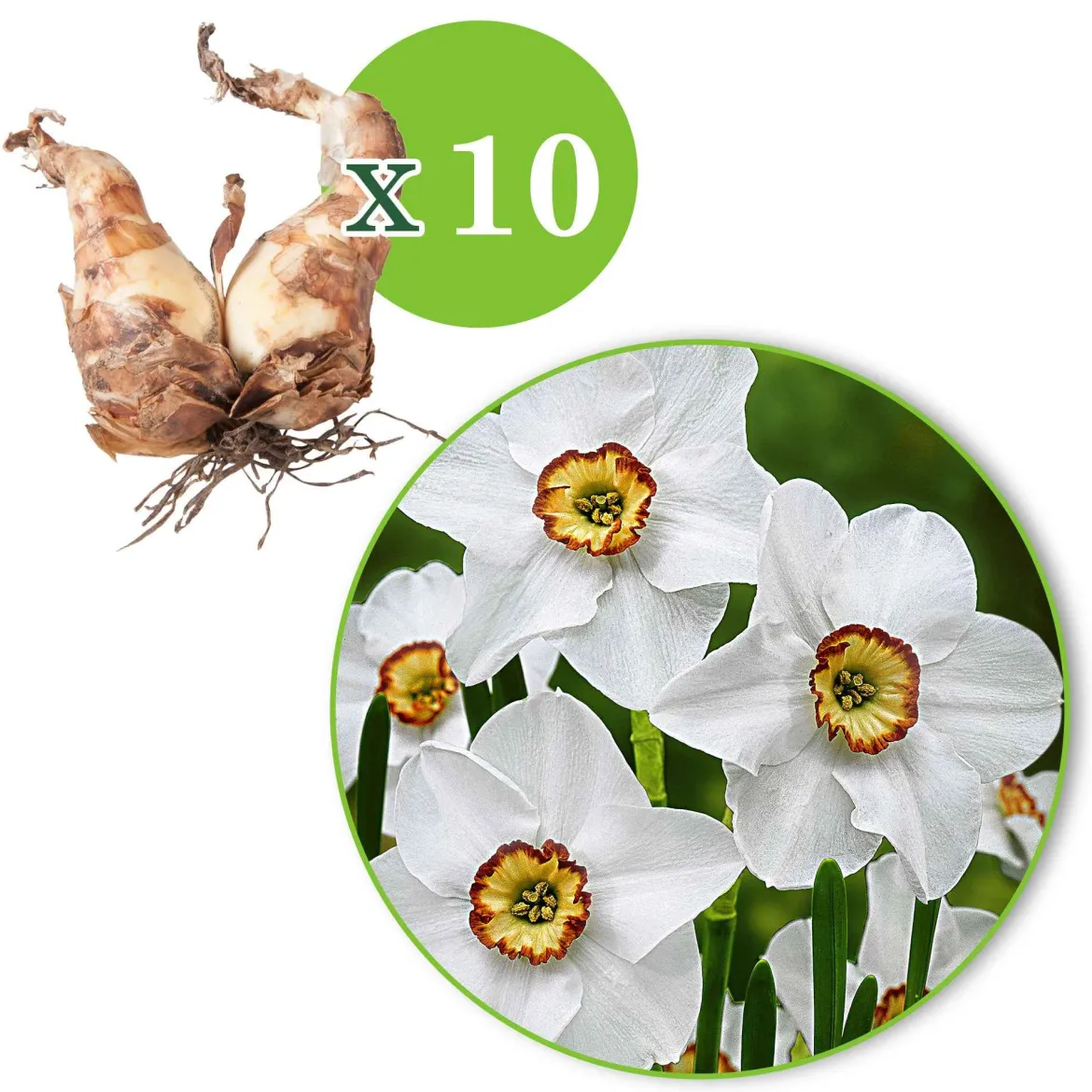 10 Narcisses Recurvus - Le parfum star du printemps