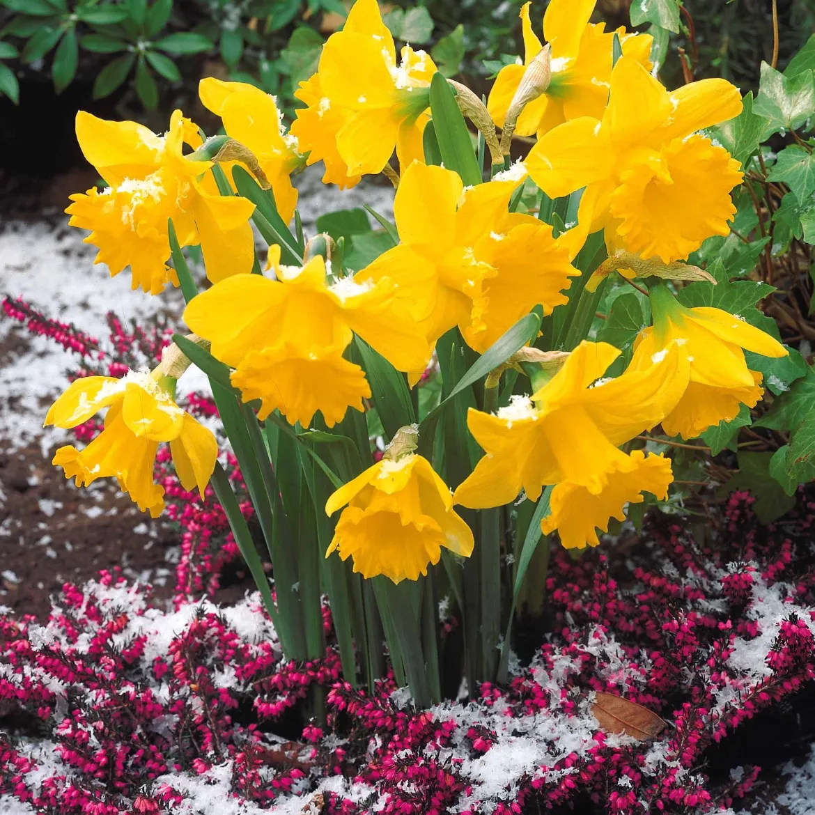 10 Narcisses Rijnveld Early Sensation - Le jaune qui brave l'hiver