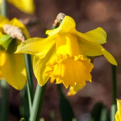 10 Narcisses Rijnveld Early Sensation - Le jaune qui brave l'hiver