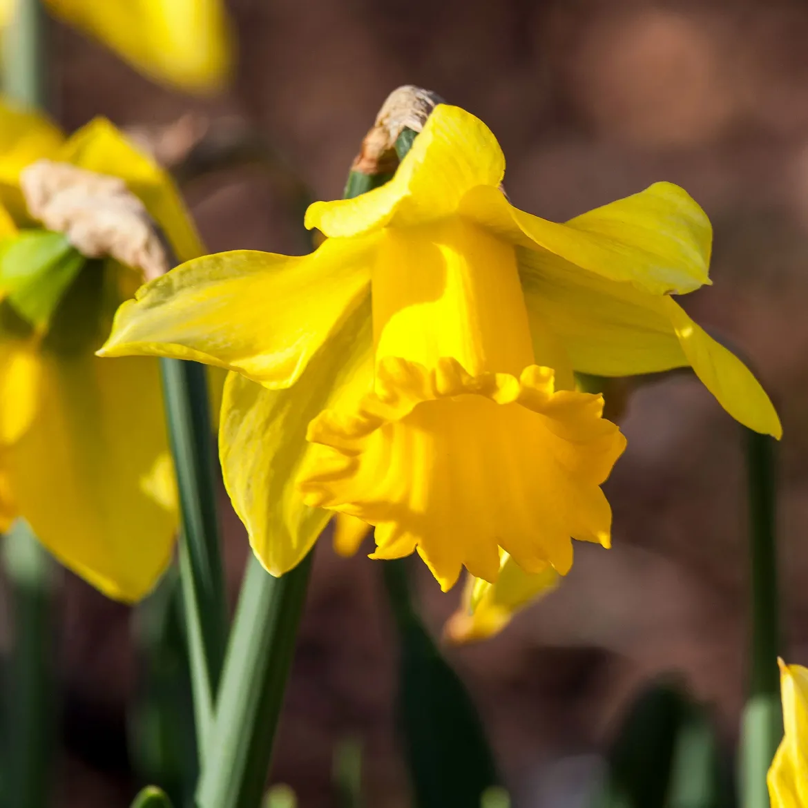 10 Narcisses Rijnveld Early Sensation - Le jaune qui brave l'hiver