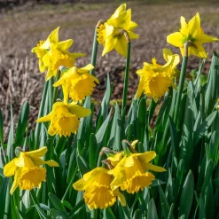 10 Narcisses Rijnveld Early Sensation - Le jaune qui brave l'hiver