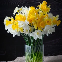 10 Narcisses Rijnveld Early Sensation - Le jaune qui brave l'hiver