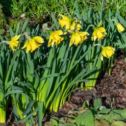 10 Narcisses Rijnveld Early Sensation - Le jaune qui brave l'hiver