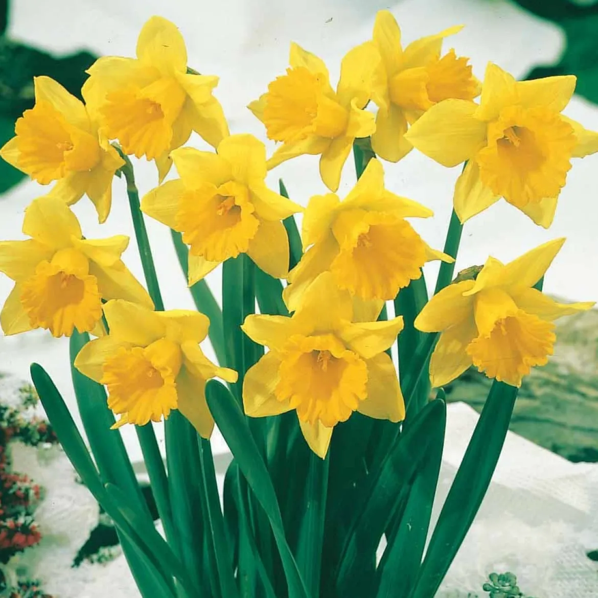 10 Narcisses Rijnveld Early Sensation - Le jaune qui brave l'hiver