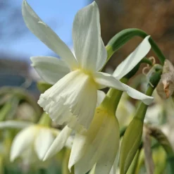 7 Narcisses Thalia - Le blanc pur au printemps