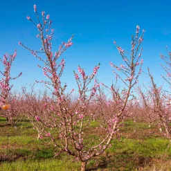 Nectarine Flavor Top - Des nectarines dès l'été