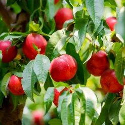 Nectarine Flavor Top - Des nectarines dès l'été
