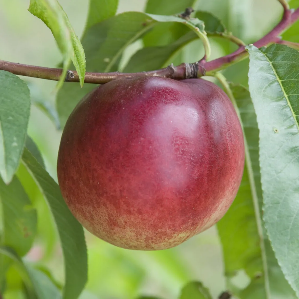 Nectarinier Nectared - Des nectarines dès août