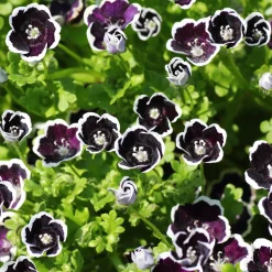 Nemophile Penny Black - Un tapis de fleurs noires