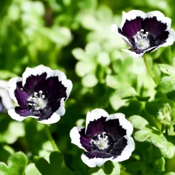 Nemophile Penny Black - Un tapis de fleurs noires