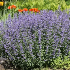 Nepeta - Chataires - Le bleu qui fleurit tout l'été