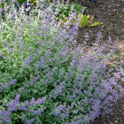 Nepeta Dropmore - Un tapis bleu tout l'été