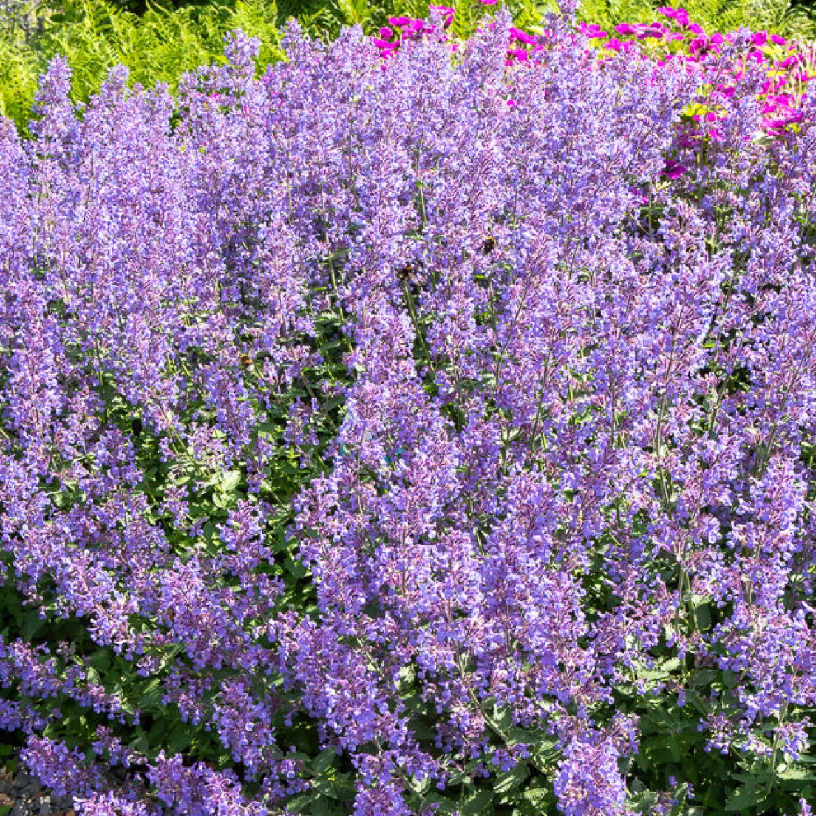 Nepeta Junior Walker - Nuage violet tout l'été