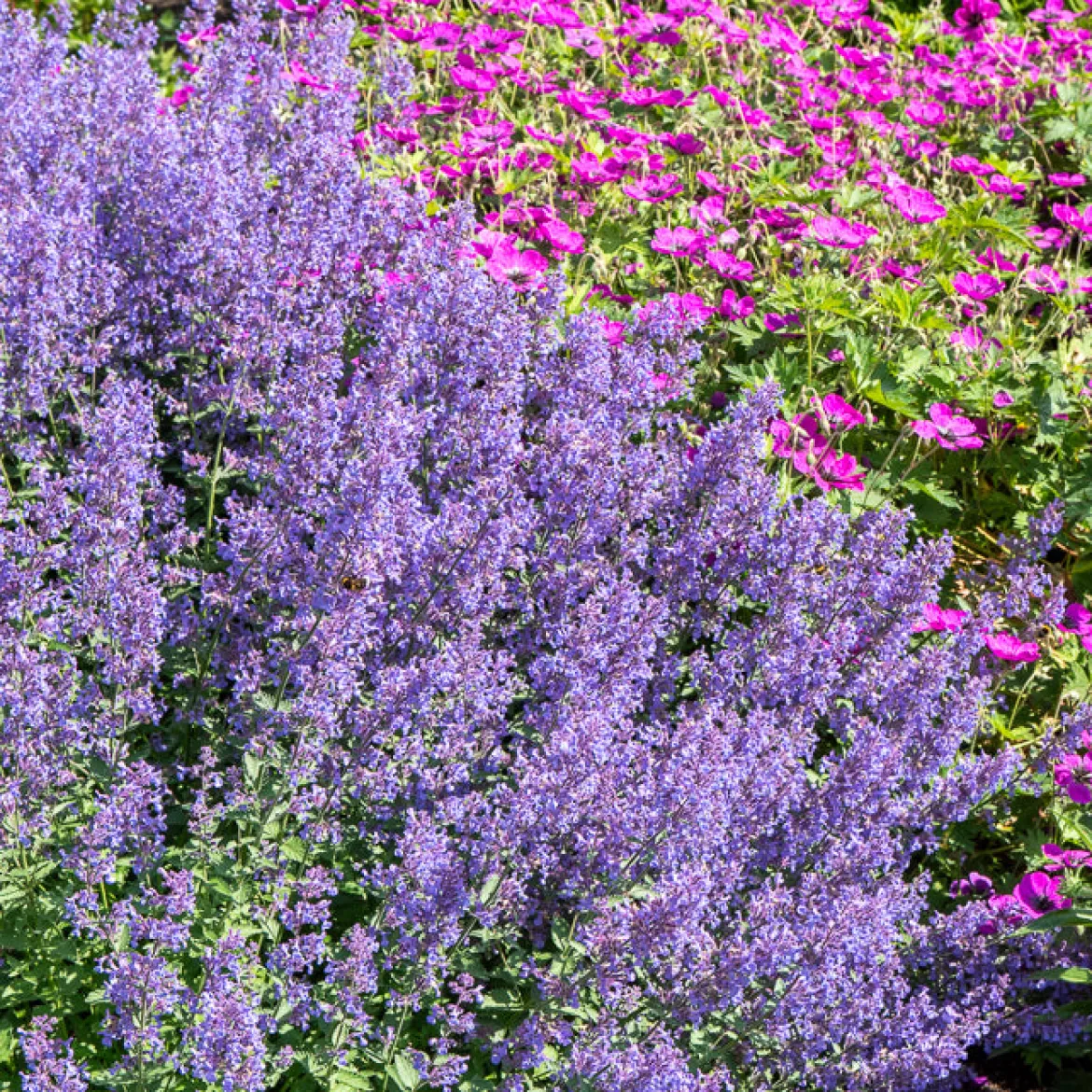 Nepeta Junior Walker - Nuage violet tout l'été