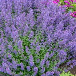 Nepeta Junior Walker - Nuage violet tout l'été