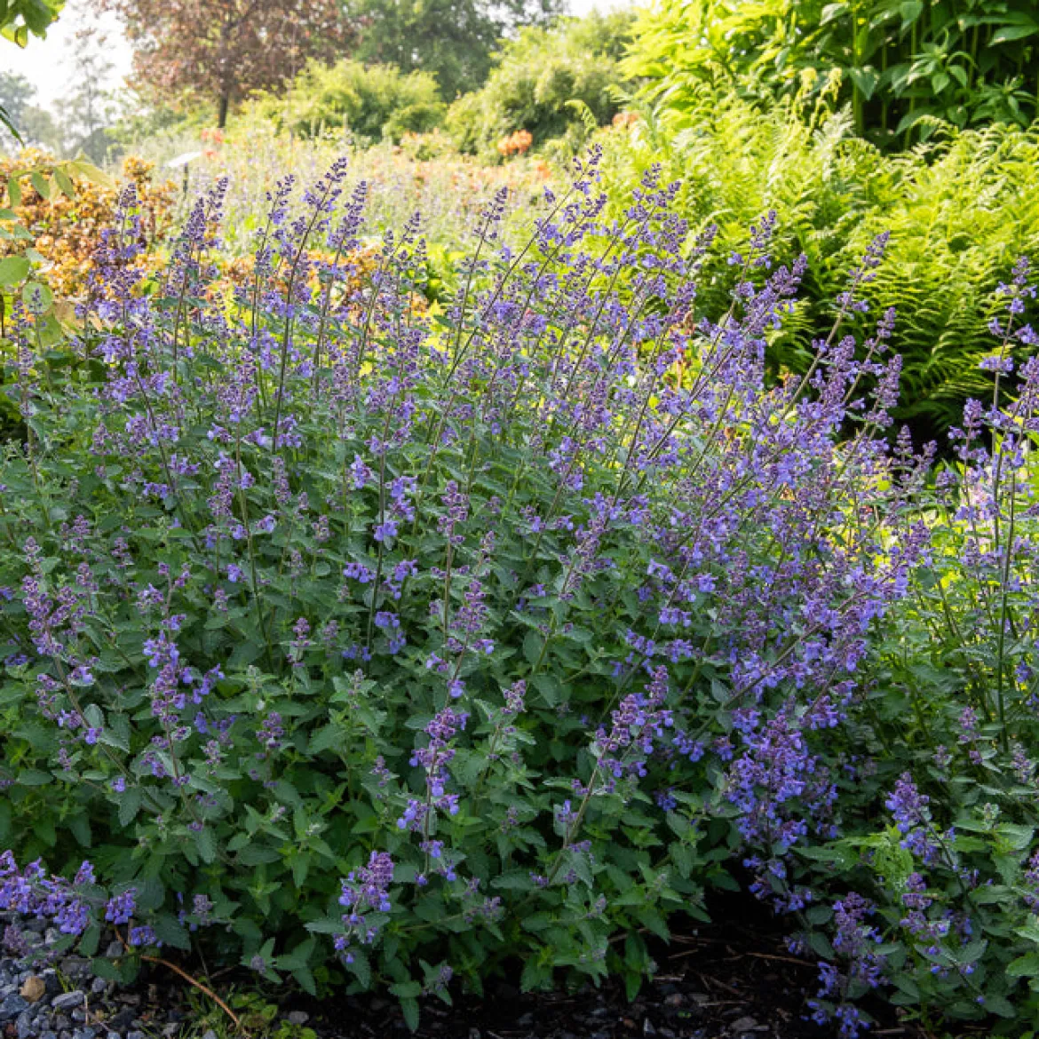 Nepeta Junior Walker - Nuage violet tout l'été