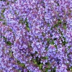 Nepeta Kit Cat - Fleurs bleues tout l'été