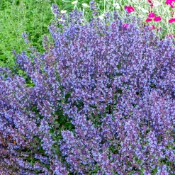 Nepeta Kit Cat - Fleurs bleues tout l'été