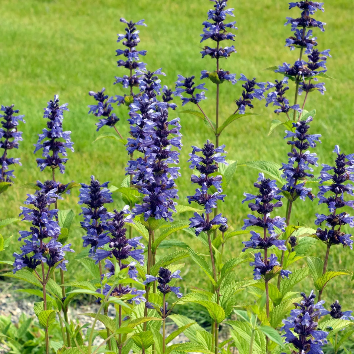 Nepeta kubanica - Fleurs violettes tout l'été