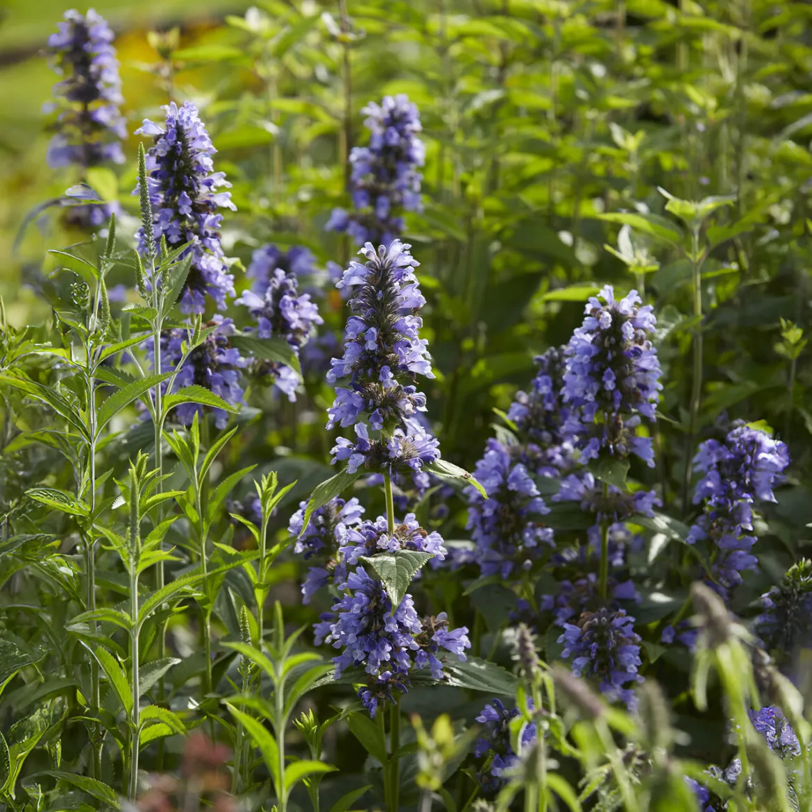 Nepeta kubanica - Fleurs violettes tout l'été
