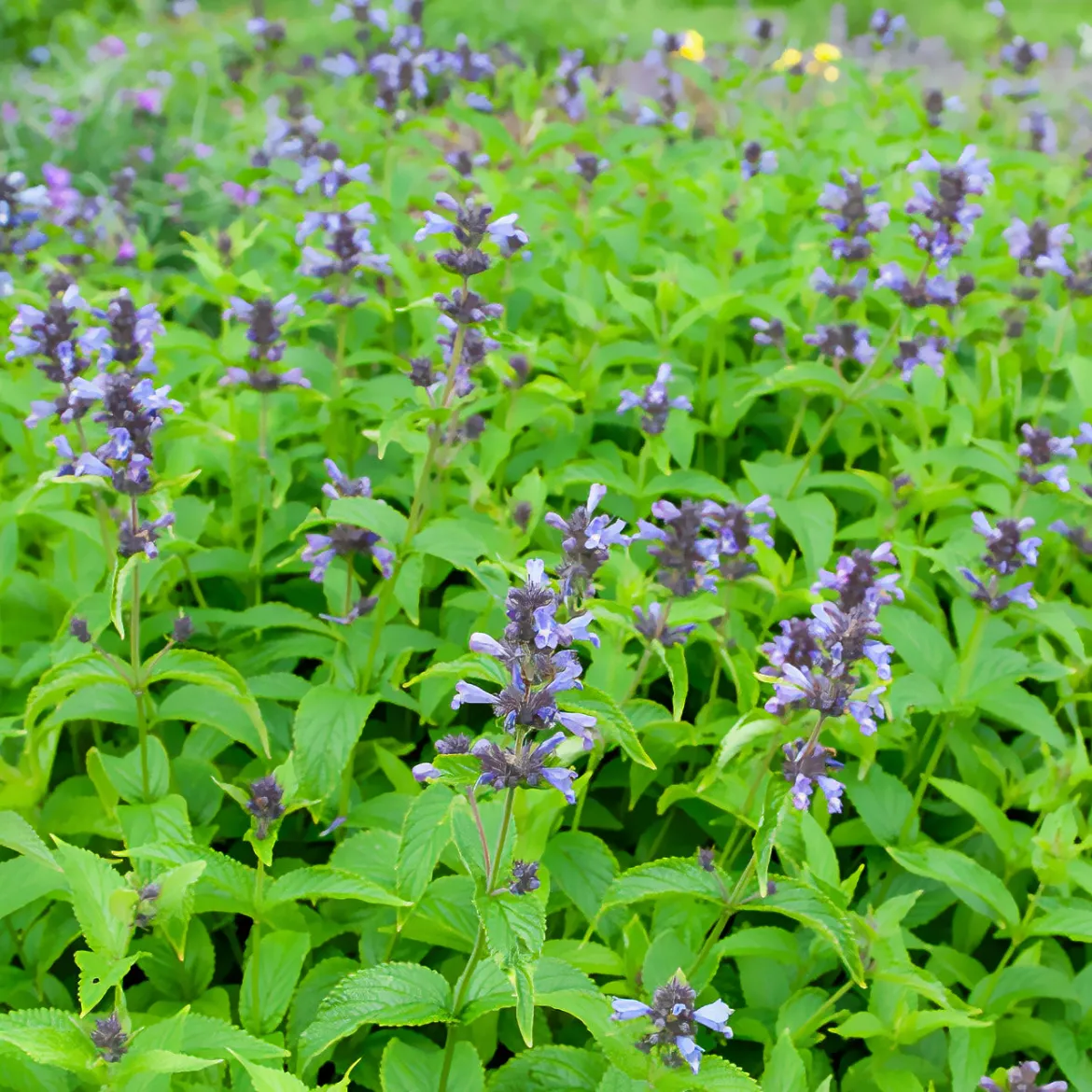 Nepeta kubanica - Fleurs violettes tout l'été
