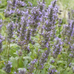 Nepeta kubanica - Fleurs violettes tout l'été