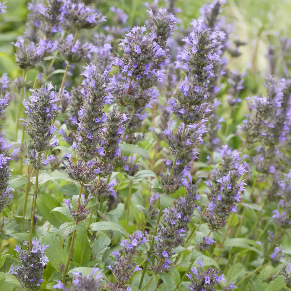 Nepeta kubanica - Fleurs violettes tout l'été