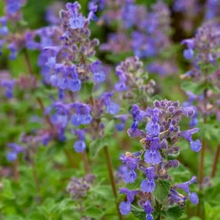 Nepeta mussinii - Un nuage bleu tout l'été