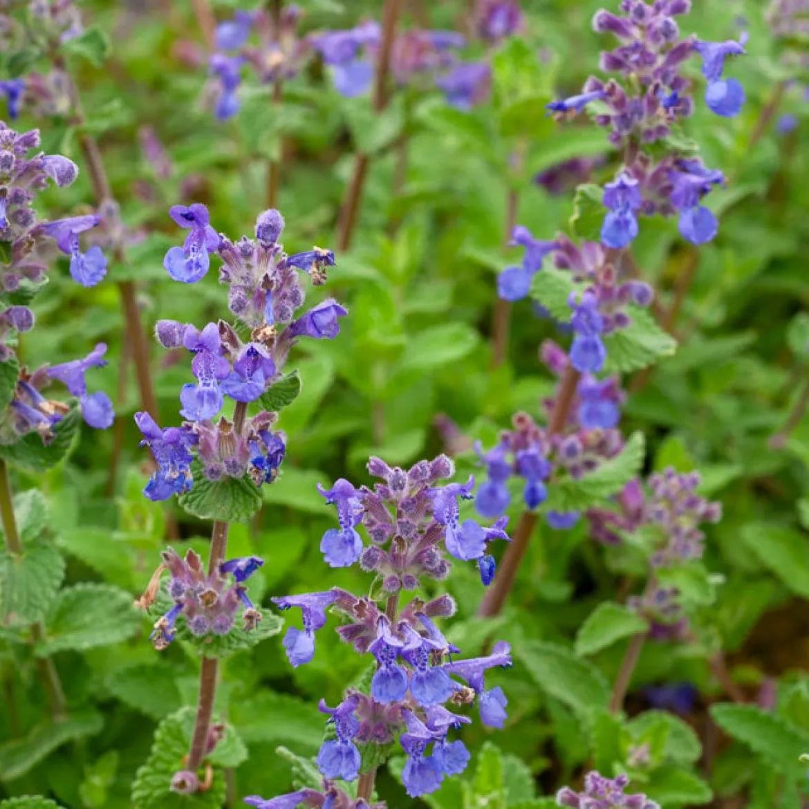 Nepeta mussinii - Un nuage bleu tout l'été