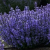 Nepeta parfumée 'Cat's Pyjamas' - Fleurie 6 mois sans effort