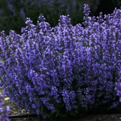 Nepeta parfumée 'Cat's Pyjamas' - Fleurie 6 mois sans effort