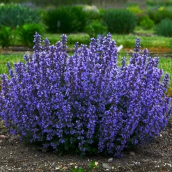 Nepeta parfumée 'Cat's Pyjamas' - Fleurie 6 mois sans effort