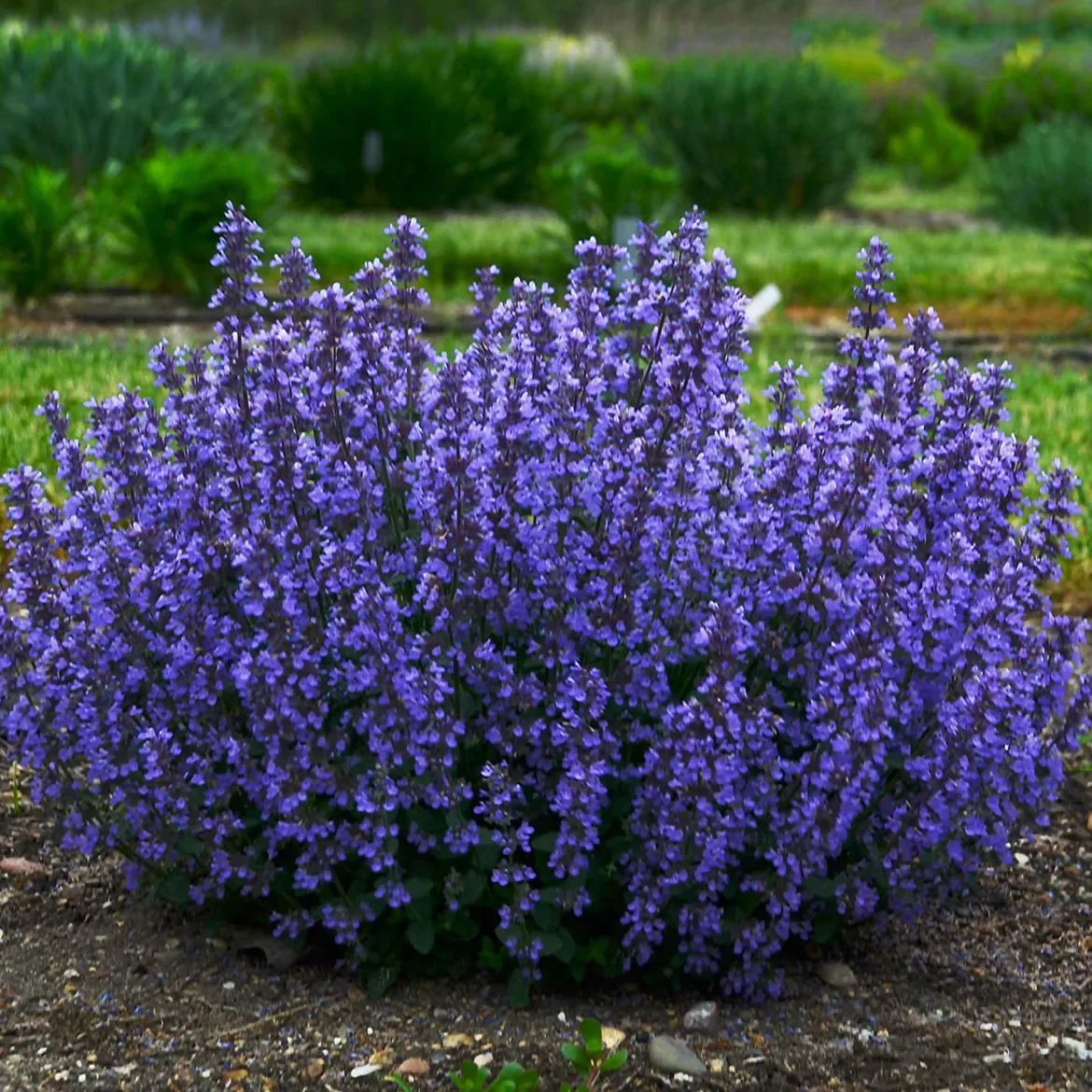 Nepeta parfumée 'Cat's Pyjamas' - Fleurie 6 mois sans effort