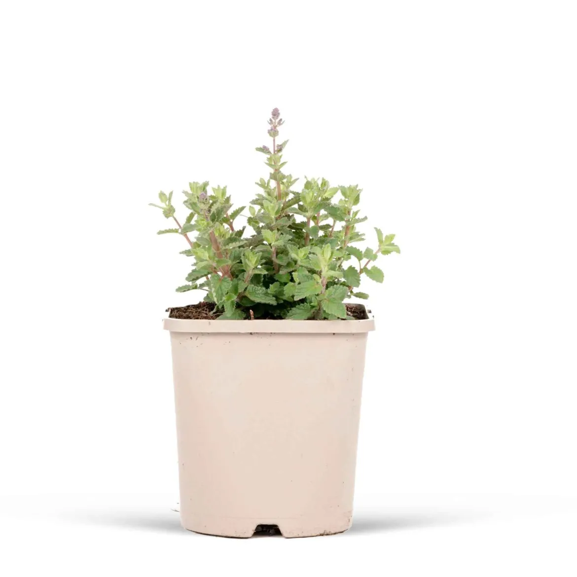 Nepeta parfumée 'Cat's Pyjamas' - Fleurie 6 mois sans effort