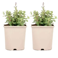 Nepeta parfumée 'Pursian Blue' - Un nuage bleu tout l'été