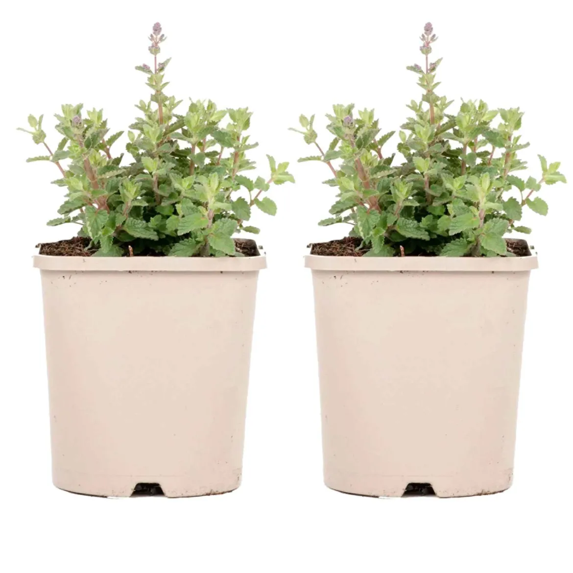 Nepeta parfumée 'Pursian Blue' - Un nuage bleu tout l'été
