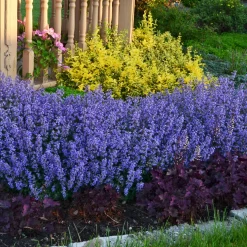 Nepeta parfumée 'Pursian Blue' - Un nuage bleu tout l'été