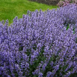 Nepeta parfumée 'Pursian Blue' - Un nuage bleu tout l'été