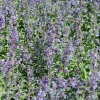 Nepeta Walker's Low - Nuage bleu, zéro effort