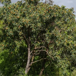 Néflier du Japon - Un fruitier exotique facile
