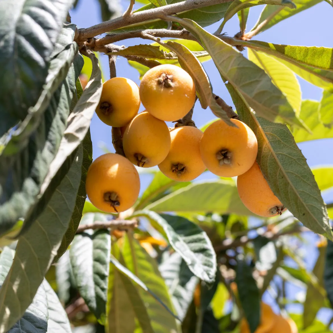 Néflier du Japon - Un fruitier exotique facile
