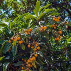 Néflier du Japon - Un fruitier exotique facile
