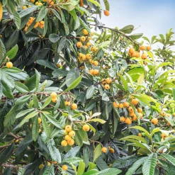 Néflier du Japon - Un fruitier exotique facile