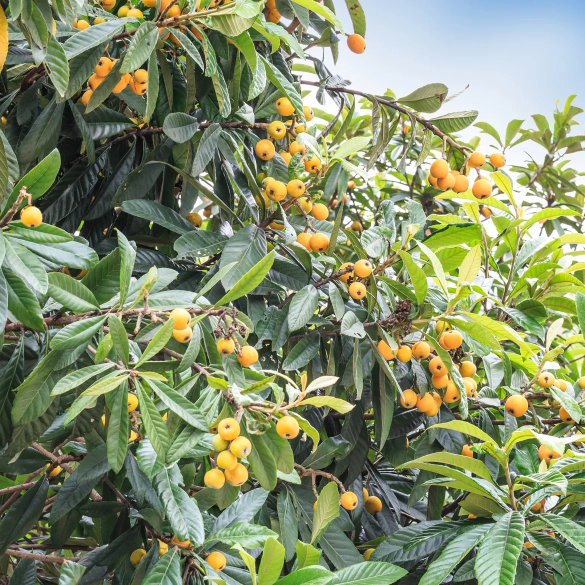 Néflier du Japon - Un fruitier exotique facile