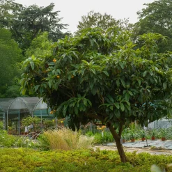 Néflier du Japon - Un fruitier exotique facile