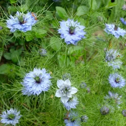Nigelle de Damas Miss Jekyll Blue - Un nuage bleu au jardin