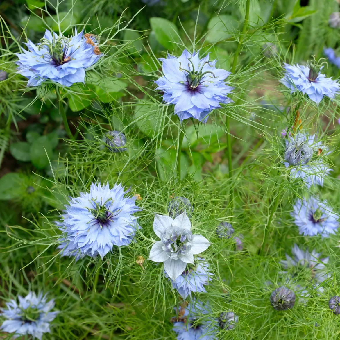 Nigelle de Damas Miss Jekyll Blue - Un nuage bleu au jardin