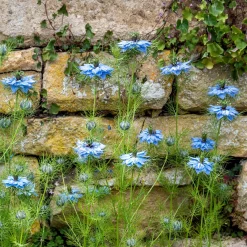 Nigelle de Damas Miss Jekyll Blue - Un nuage bleu au jardin
