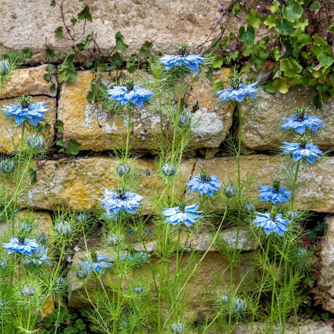 Nigelle de Damas Miss Jekyll Blue - Un nuage bleu au jardin